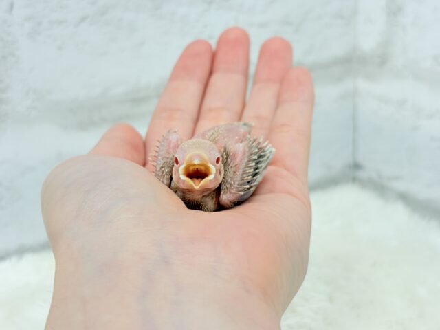 透き通ったルビーアイ🫧シナモン文鳥 ヒナ シナモン文鳥