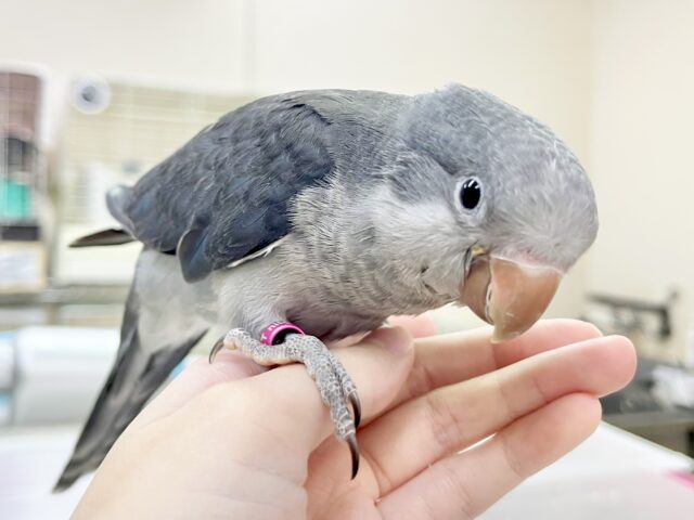 オキナインコ