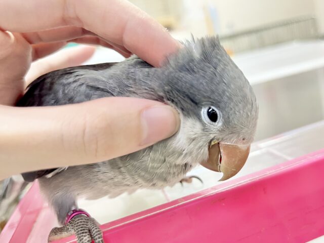 オキナインコ