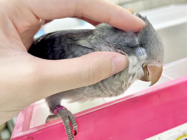 オキナインコ