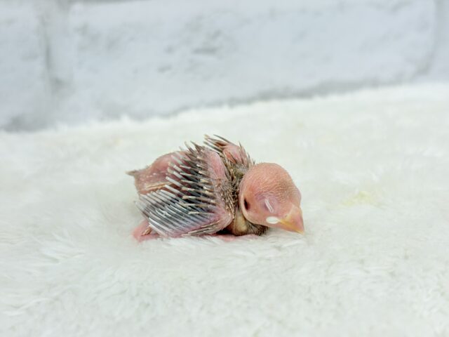 透き通ったルビーアイ🫧シナモン文鳥 ヒナ シナモン文鳥