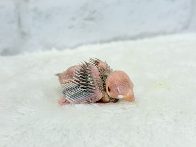 透き通ったルビーアイ🫧シナモン文鳥 ヒナ シナモン文鳥