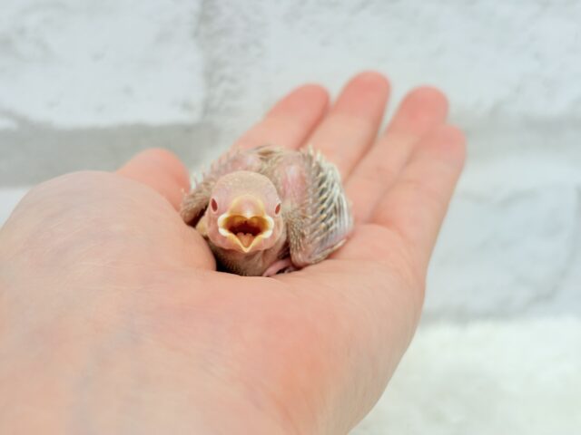 透き通ったルビーアイ🫧シナモン文鳥 ヒナ シナモン文鳥