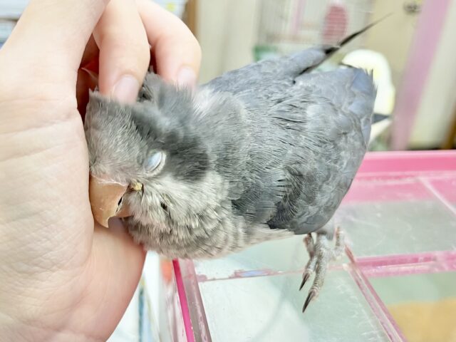オキナインコ