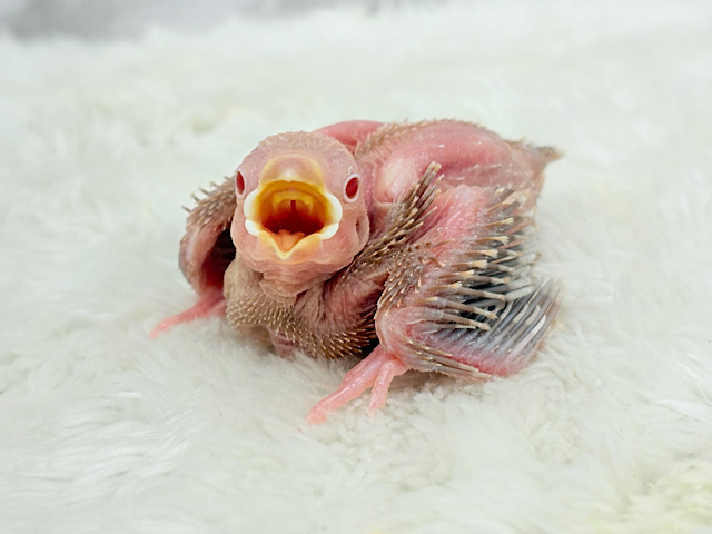 透き通ったルビーアイ🫧シナモン文鳥 ヒナ 透き通ったルビーアイ🫧シナモン文鳥 ヒナ