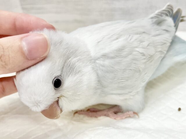 オキナインコ