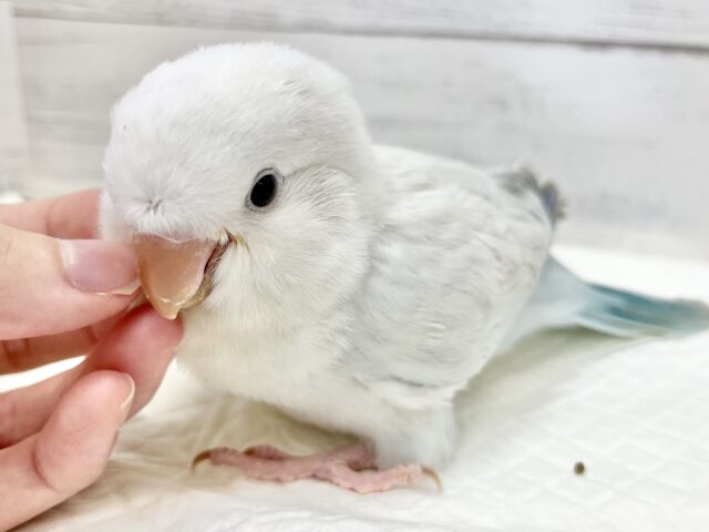 オキナインコ