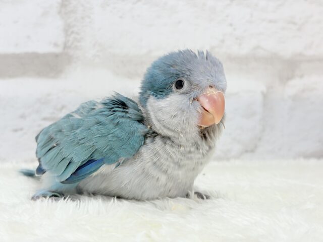 オキナインコ