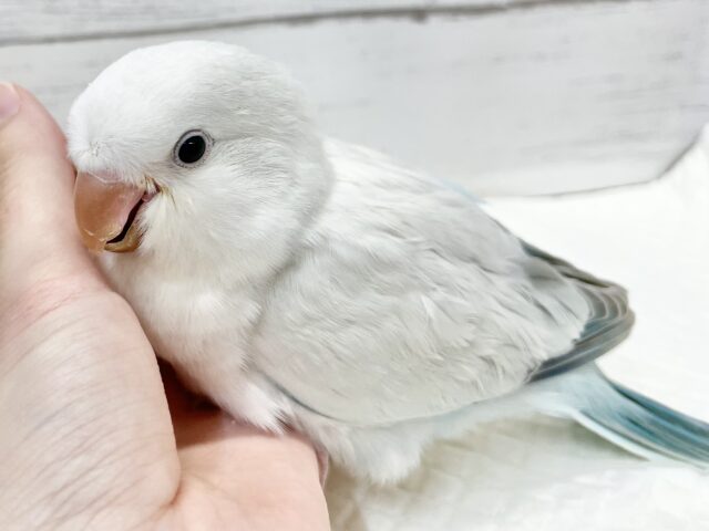 オキナインコ
