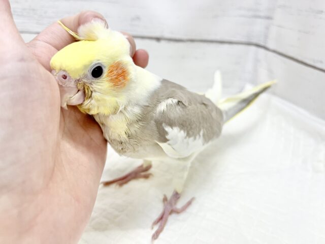 オカメインコ