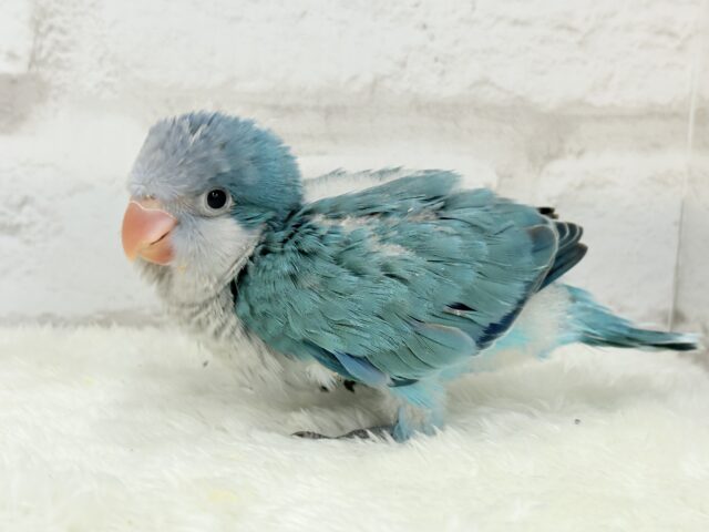 オキナインコ