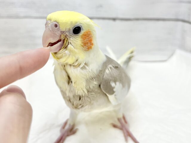 オカメインコ
