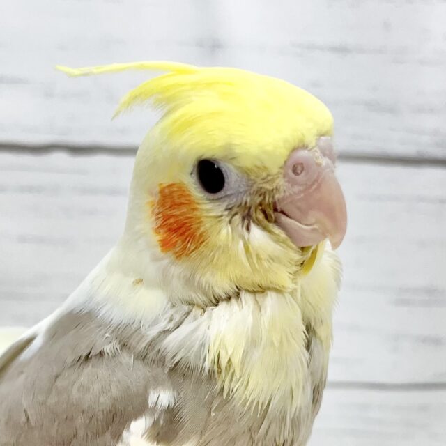 【🆙最新画像アリ‼️】ふんわり優しいお色です🩶✨ オカメインコ（シナモンパイド）