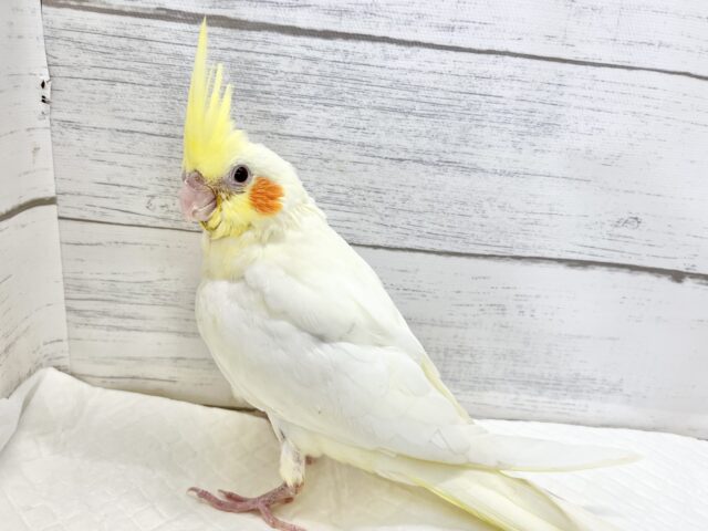 オカメインコ