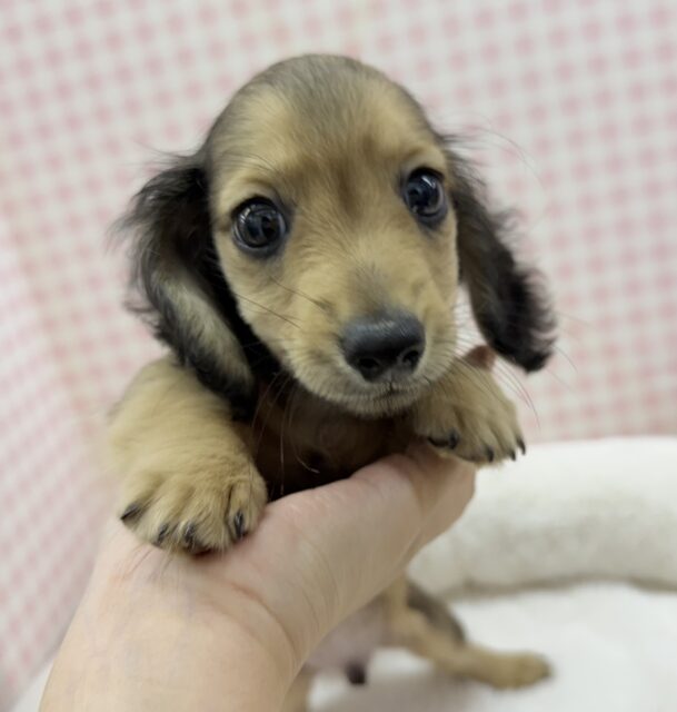 ミニチュアダックス