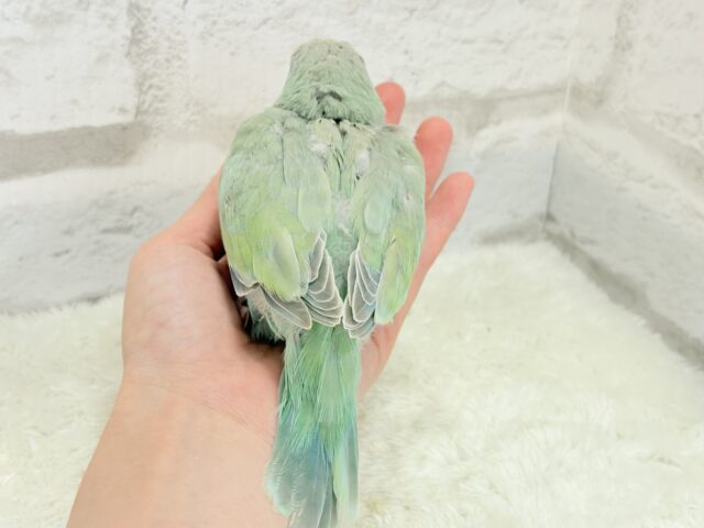 オキナインコ