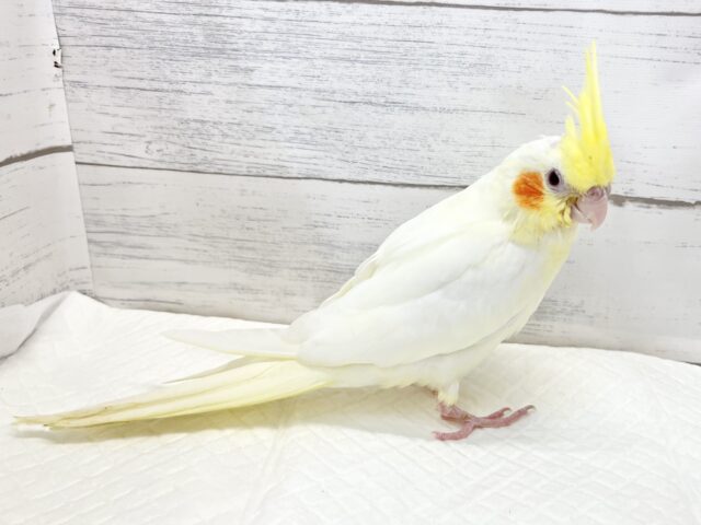 オカメインコ