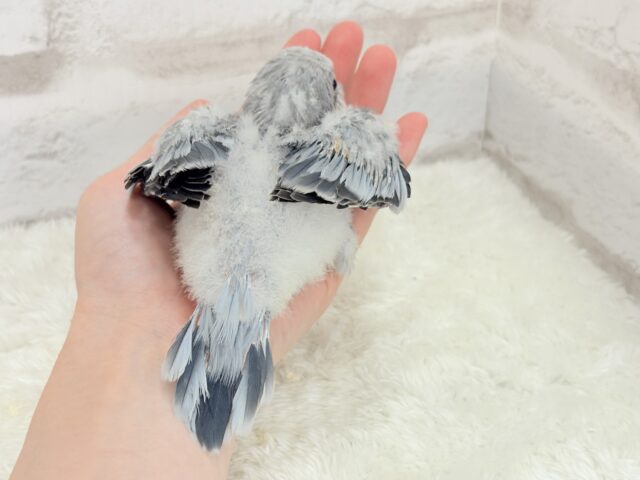 オキナインコ