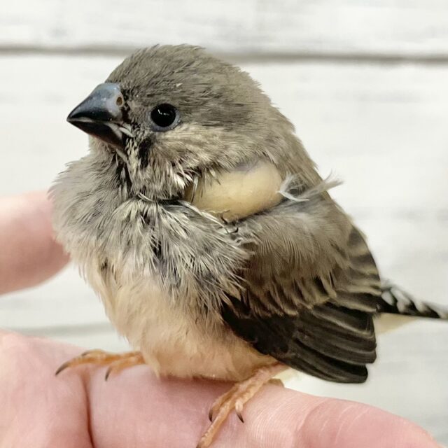 【🆙最新画像アリ‼️】ぱやぱやベイビー🐣💓　キンカチョウ（ノーマル）