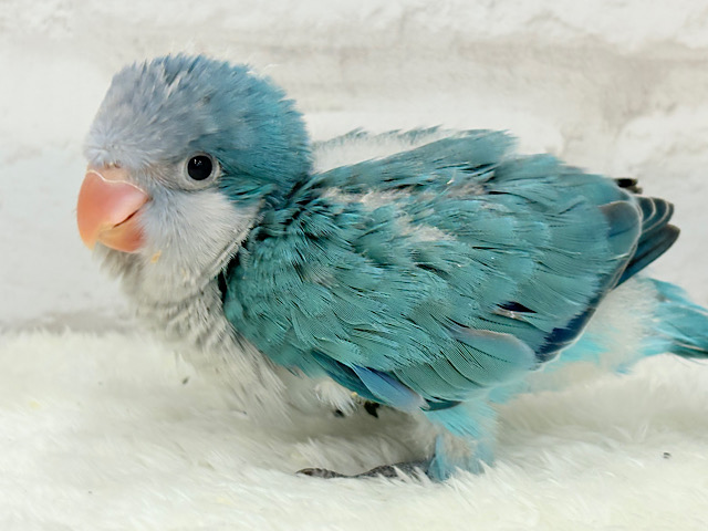 将来はイケメンオキナになるんだっ🐥💙オキナインコ(ブルー) ヒナ