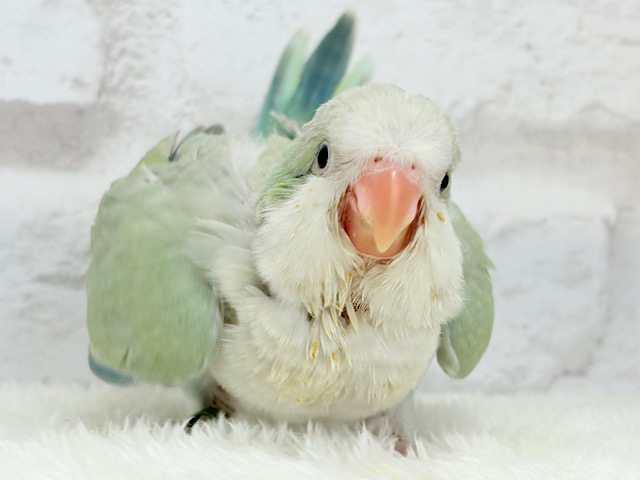 ダンスが止まらない青リンゴちゃん🍏✨オキナインコ(アクアブルーパリド) ヒナ