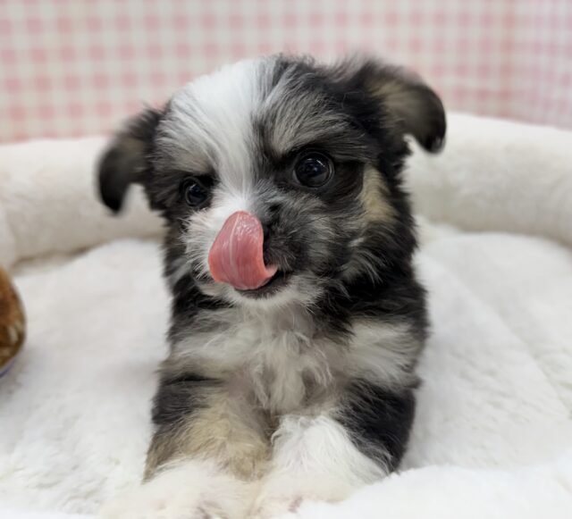 チワマル（マルチワ）