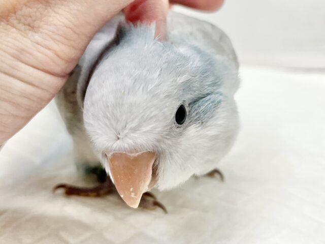 オキナインコ