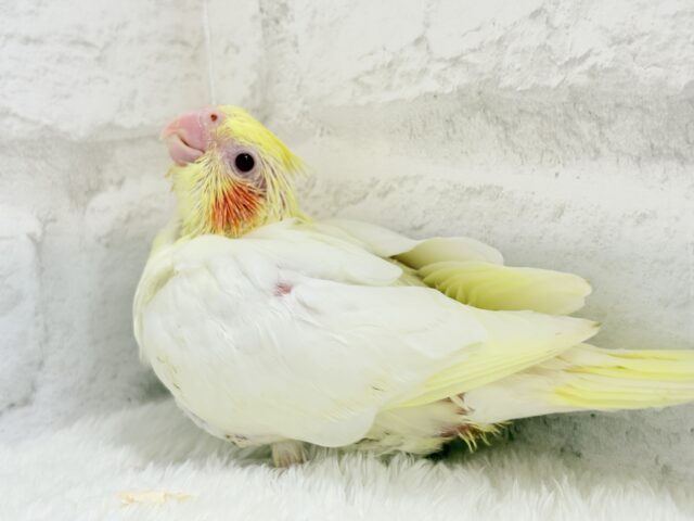 オカメインコ