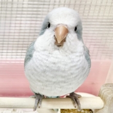 【🆙最新画像あり‼️】淡めブルーのおすましさん❣️  オキナインコ（ブルーオパーリン）