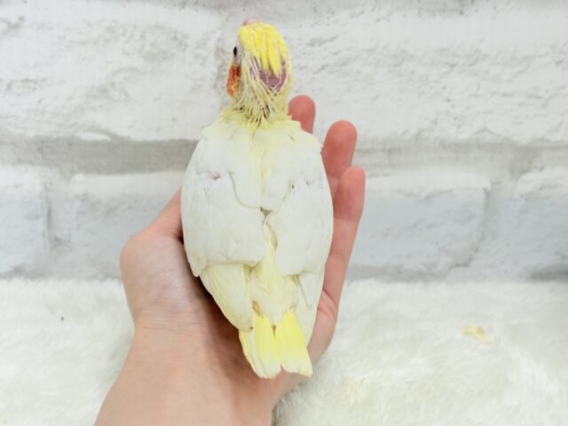 オカメインコ