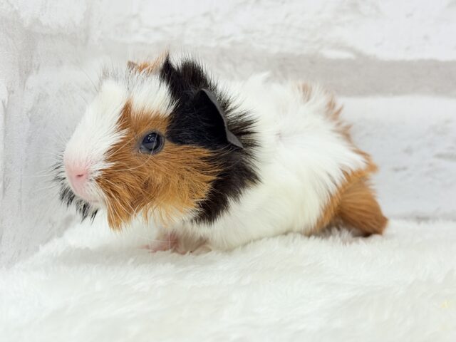 アビシニアンモルモット