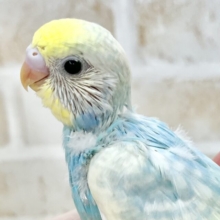 キラキラレインボー🌈☁️✨　セキセイインコ（パステルレインボーパイド）
