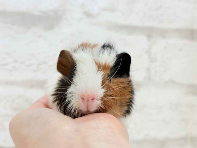 アビシニアンモルモット