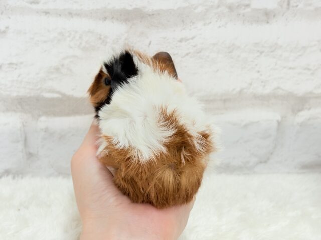 アビシニアンモルモット