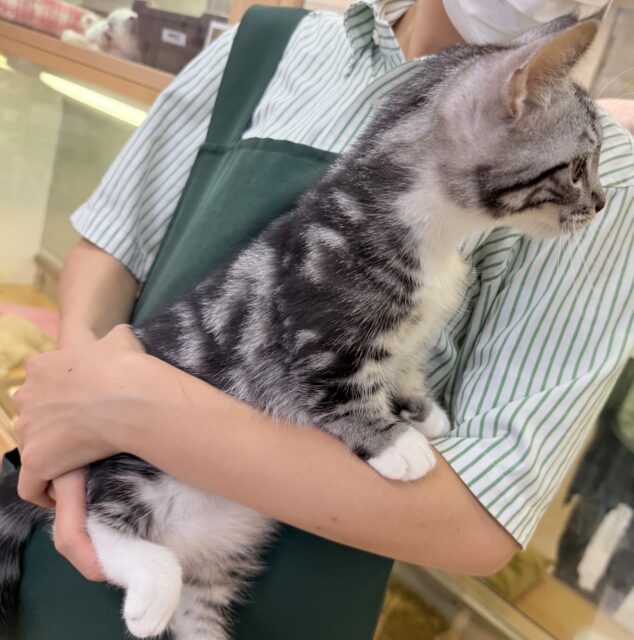 最新📷懐っこすぎてメロメロになっちゃう!マンチカン マンチカン