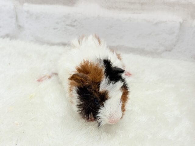 アビシニアンモルモット