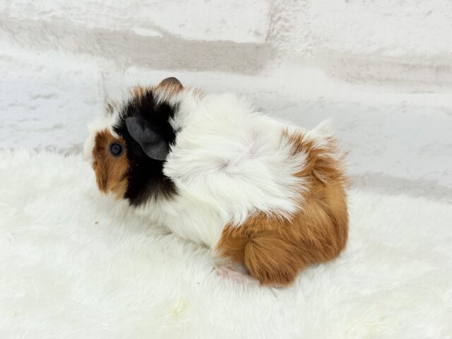 アビシニアンモルモット