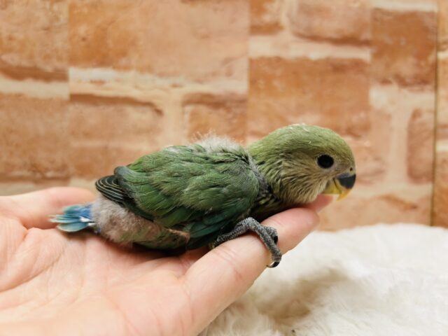 コザクラインコ（小桜インコ）