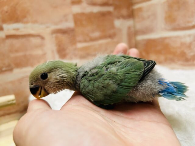 コザクラインコ（小桜インコ）