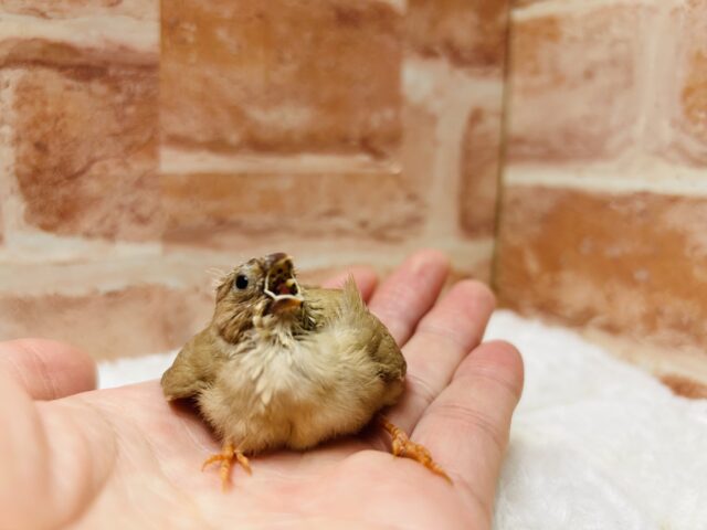 錦花鳥（キンカチョウ）