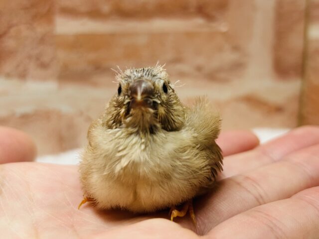 ミニミニ怪獣ちゃん再来⁉⁉　キンカチョウ（フォーン）