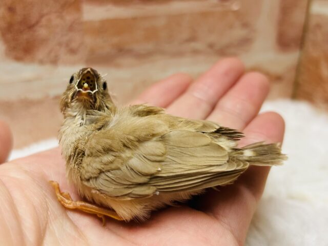 錦花鳥（キンカチョウ）