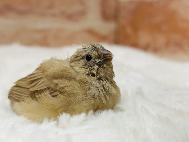 錦花鳥（キンカチョウ）