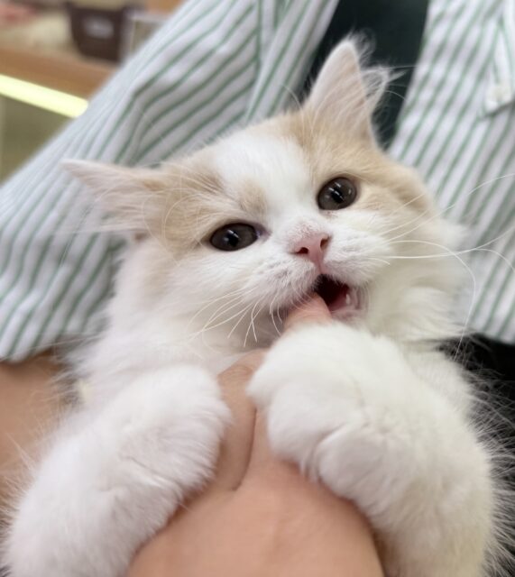 最新画像！ゆるふわ〜🍭サイベリアンちゃん