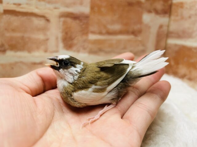 十姉妹（ジュウシマツ）