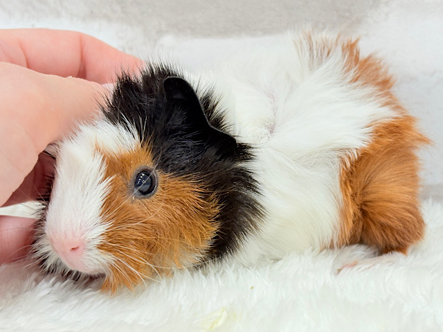 ツムジたくさんクルクルヘアー🐹🌀アビシニアンモルモット 男の子
