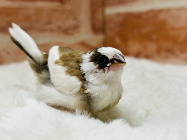 かわいい十姉妹ちゃんがやってきましたよ～🎵🎵