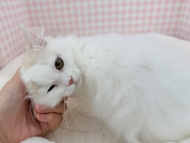 スコティッシュフォールド