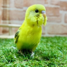 ⭐️⭐️セキセイインコ(ハルクイン)⭐️⭐️