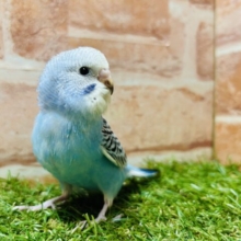 澄み渡るブルーカラー💙💙　セキセイインコ(オパーリン)